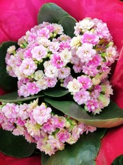 pink marigold on a pink background
