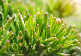 Miniature succulent plants (succulent cactus) at the garden