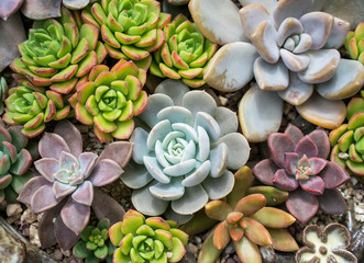 Miniature succulent plants (succulent cactus) at the garden