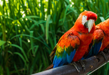 Close up of colorful macaw ara parrot in the jungle forest on a sunny day
