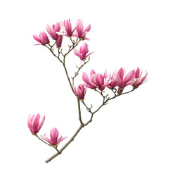 magnolia flower branch isolated on white background - obrazy, fototapety, plakaty