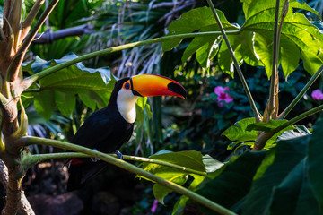 Tropischer Vogel des Tukans, der auf einem Baumast in der natürlichen Tierweltumgebung im Regenwalddschungel sitzt