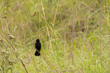 A fan tailed widowbird.