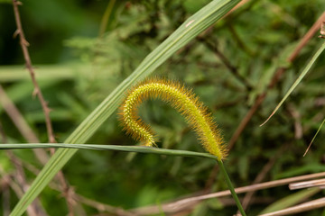 A half opened grass frond.