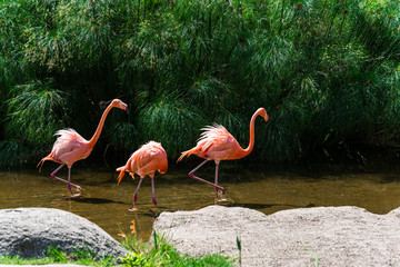 Close up of a flamingo exotic tropical rare bird wildlife animal in its natural environment