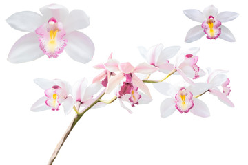 Obraz na płótnie Canvas Blurred for Background.White orchid flower on white background. Photo with clipping path.
