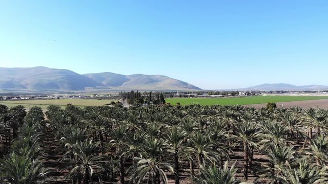 Palm Trees
Hovering over a palm trees plantation