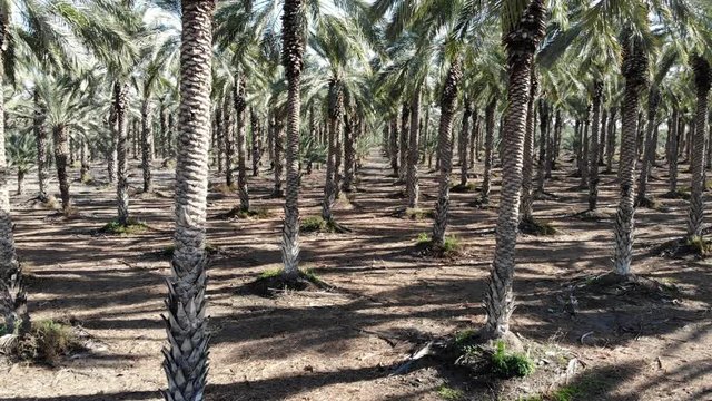 Palm Trees
Hovering over a palm trees plantation