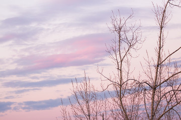 Fototapeta na wymiar Tree against the sunset sky in the spring
