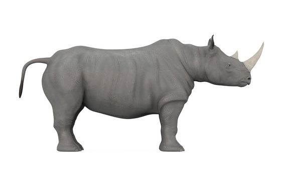 Rhinoceros Isolated