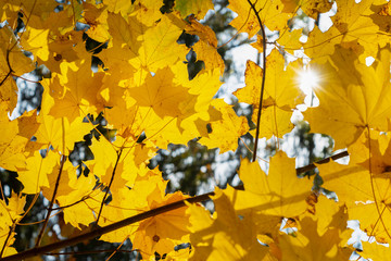 Yellow maple leaves on sky background with shining sun .