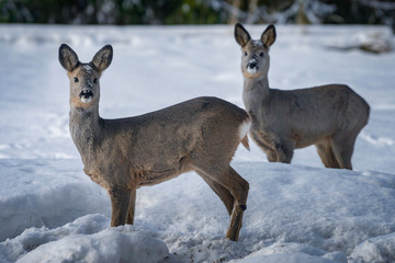 beautiful two female deer in the snowy white forest.