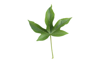 Fototapeta na wymiar Green Asian leaf isolated on white background.