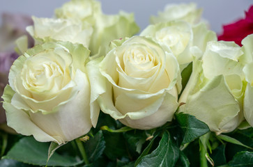 many a gentle flower white rose closeup