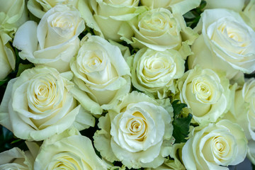 many a gentle flower white rose closeup