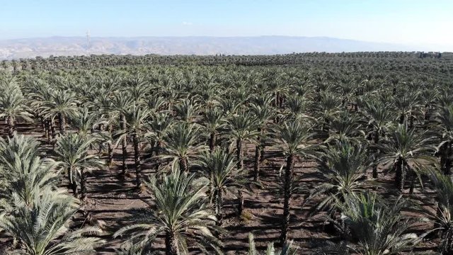 Palm Trees
Hovering over a palm trees plantation