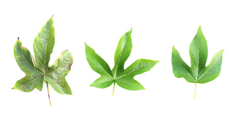 Green Asian leaf isolated on white background.