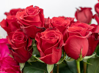 a lot of delicate flowers of a red rose closeup