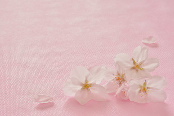 桜の花

