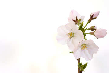 Naklejka na ściany i meble 桜の花　白バック 