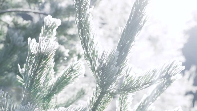Winter Wonderland, frozen nature