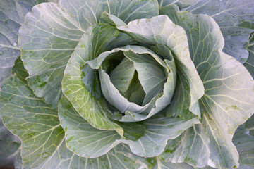 Obraz premium Fresh organic cabbage in the field.