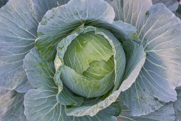 Obraz premium Fresh organic cabbage in the field.