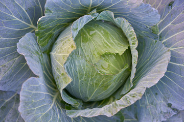 Fototapeta premium Fresh organic cabbage in the field.
