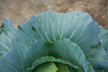 Fresh organic cabbage in the field.