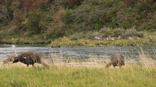 avutardas-cauquenes ushuaia tierra del fuego