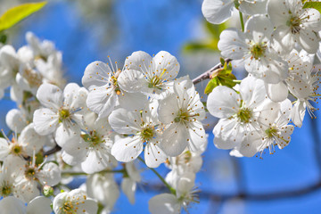 beautiful cherry blossoms in the garden. Spring season