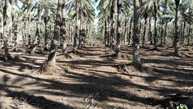 Palm Trees
Hovering over a palm trees plantation