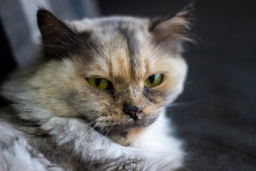 Fototapeta premium Cats