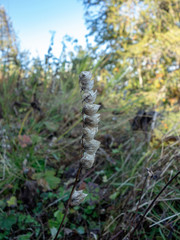White wildflower on forest floor