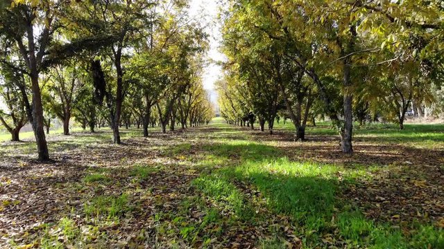 Hovering over a row of trees