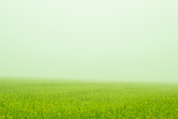 Fototapeta na wymiar Rice fields in the mist