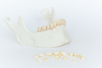 Rows of deciduous or milk teeth on the white background