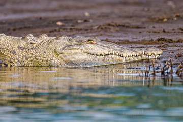 American crocodile in the Tarcoles river