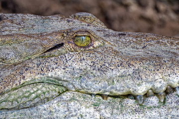 Closeup of an american crocodile in the Tarcoles river