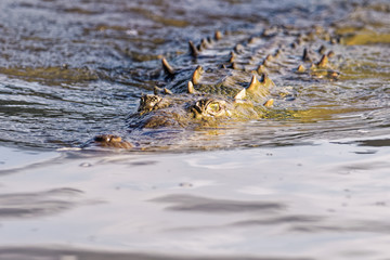American crocodile in the Tarcoles river