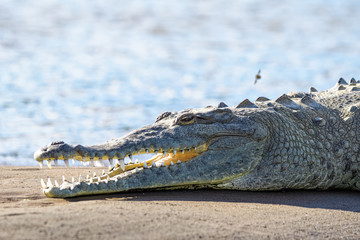 American crocodile in the Tarcoles river