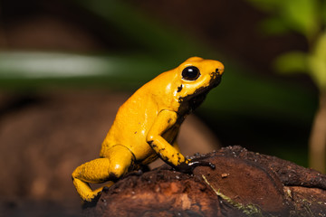 Golden poison frog on a fallen log