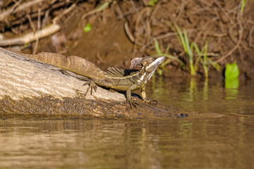 Green basilisk on a log in the Tarcoles river in Costa Rica