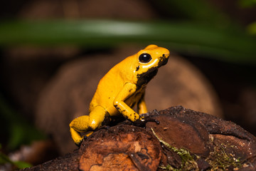 Golden poison frog on a fallen log
