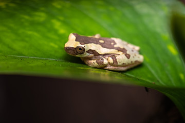 Young hourglass tree frog sitting on a leaf