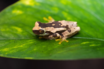 Young hourglass tree frog sitting on a leaf