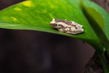 Young hourglass tree frog sitting on a leaf