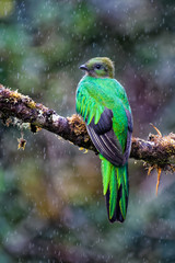 Female Quetzal in the cloud forest of Costa Rica