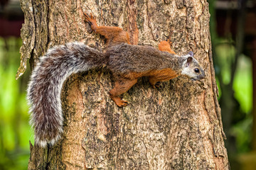 Variegated squirrel on a tree in Jaco, Costa Rica