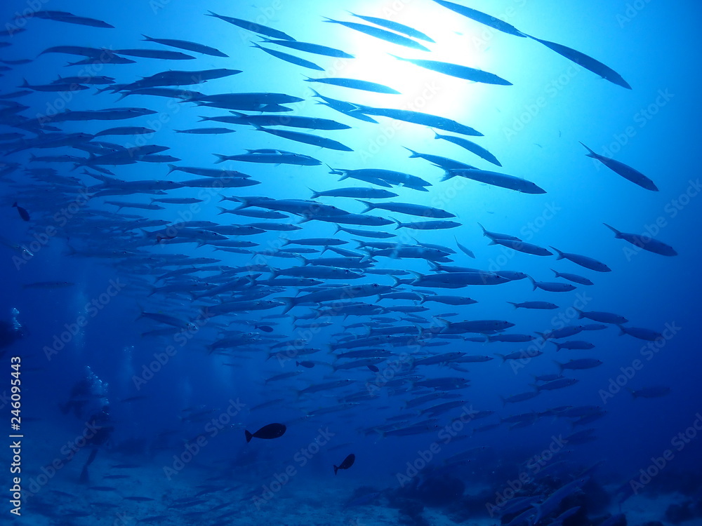 Wall mural Numerous Bigeye Barracuda are swarming and swimming in the sea.